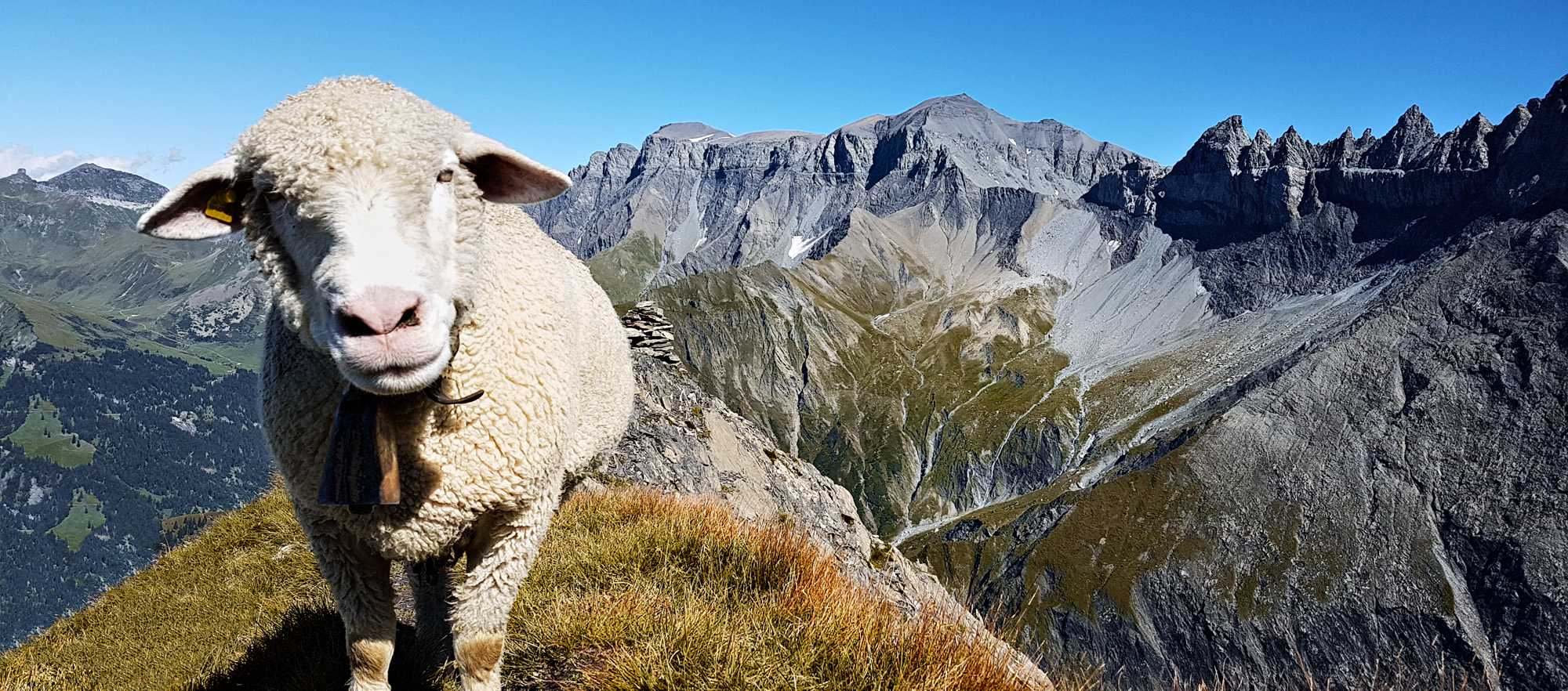 Das Ski- und Ferienhaus Alpina im Sommer